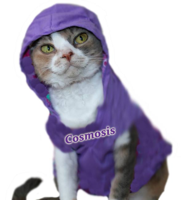 (image for) Cosmosis hoodie